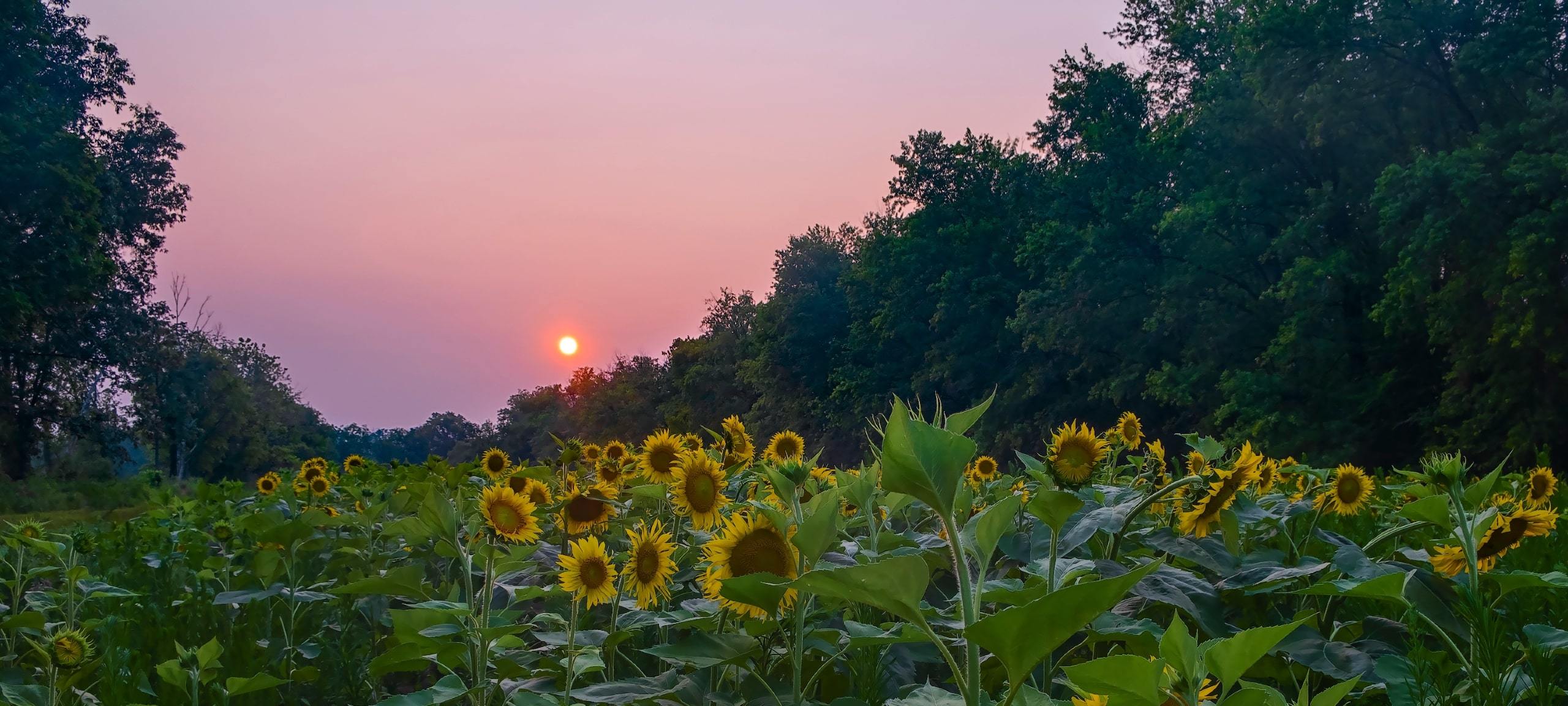 Sunset over sunflower field in Cecil County, Maryland