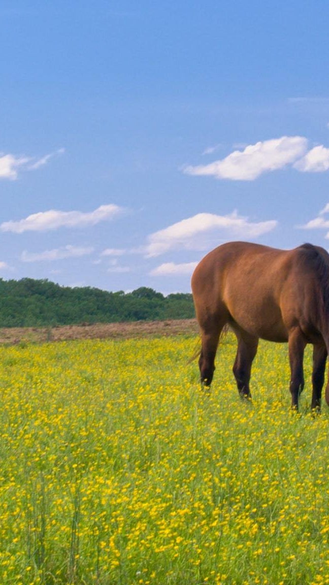 Baldwin Real Estate For Sale Real Estate in Baltimore County, MD Northrop Realty