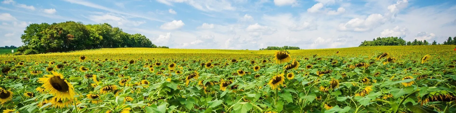 Sunny sunflower field in Harford County, Maryland