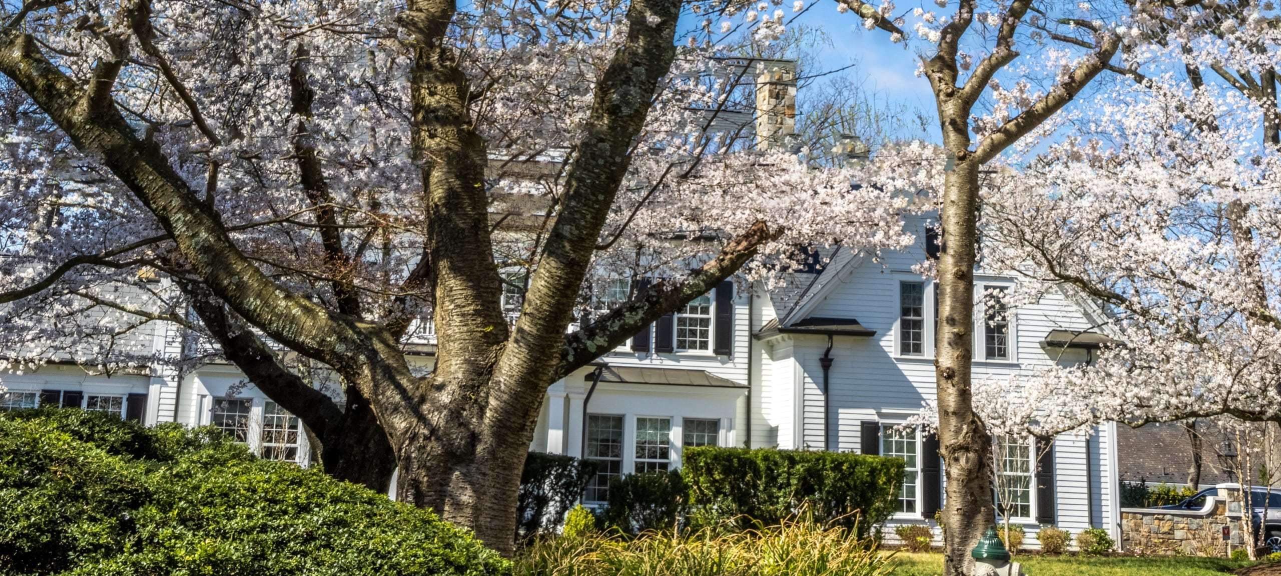 Cherry blossom trees in front of luxury Bethesda home, Maryland
