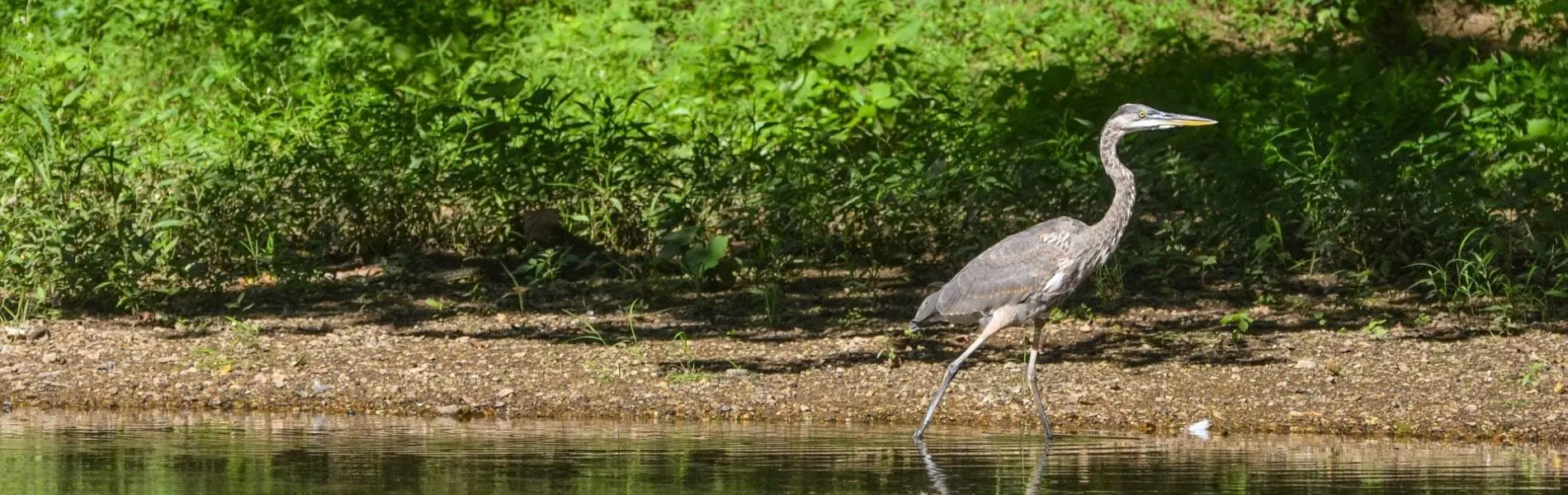 blue heron in marshy area near long neck, delaware