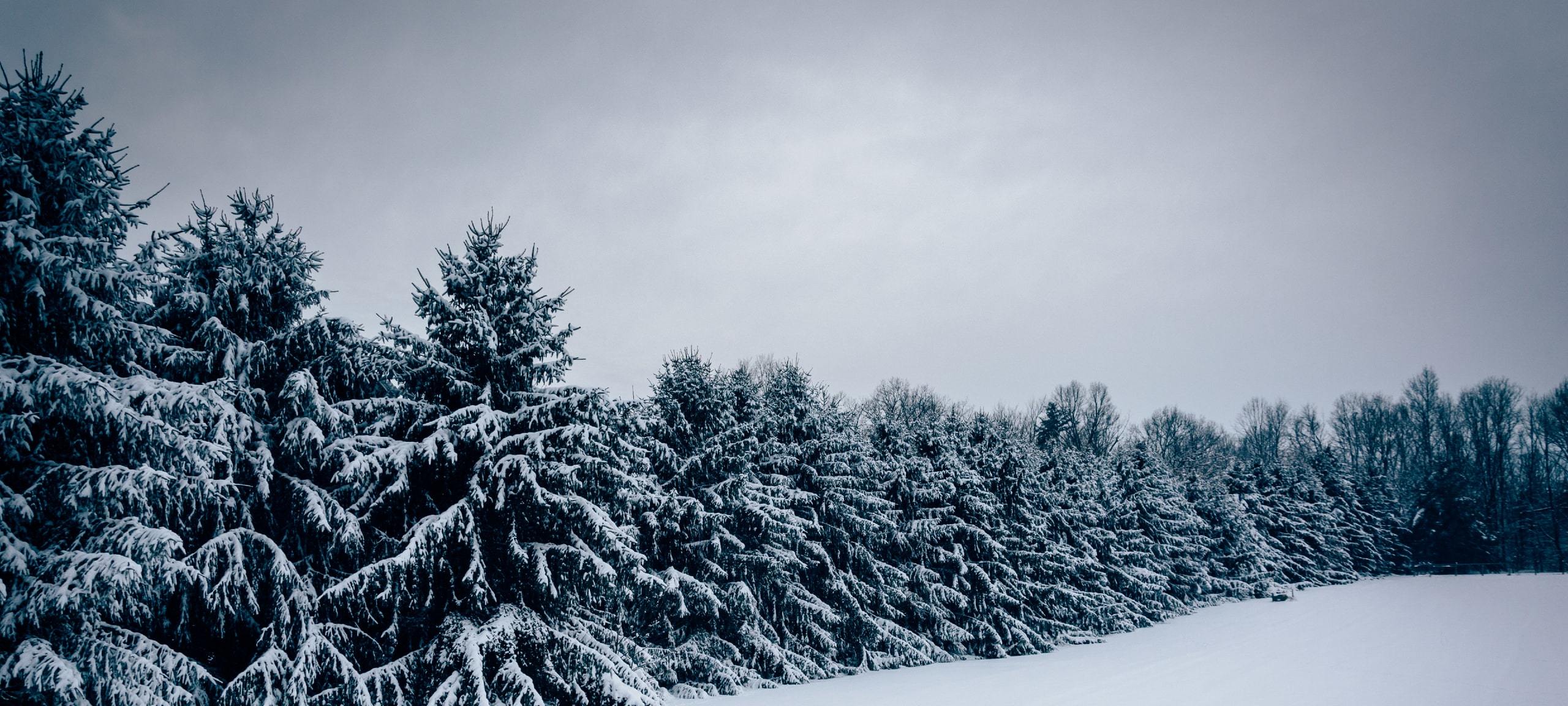 Pine trees in the snow in Carroll County, Maryland