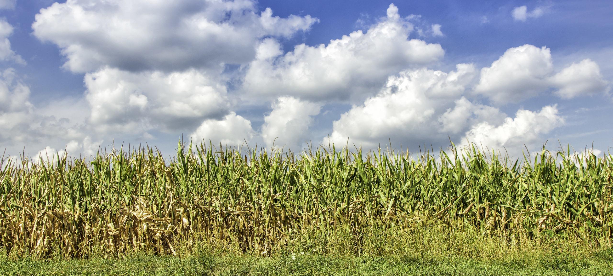 Corn fields and blue sky in Cecil County, Maryland