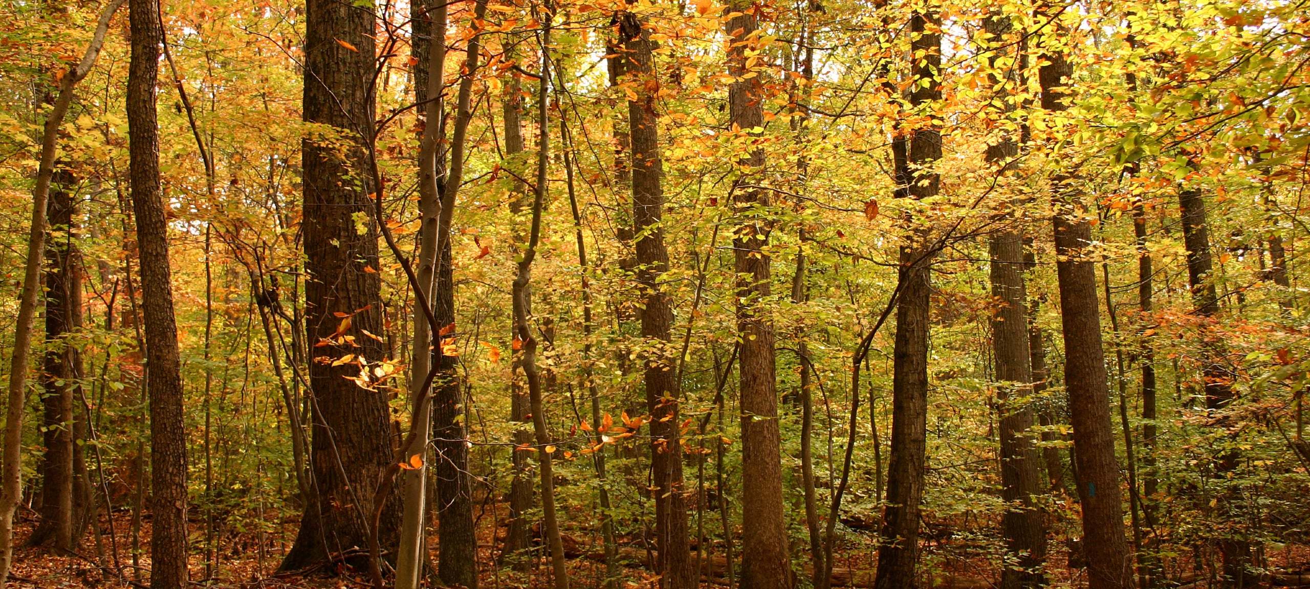 Autumn forest in Maryland near Davidsonville