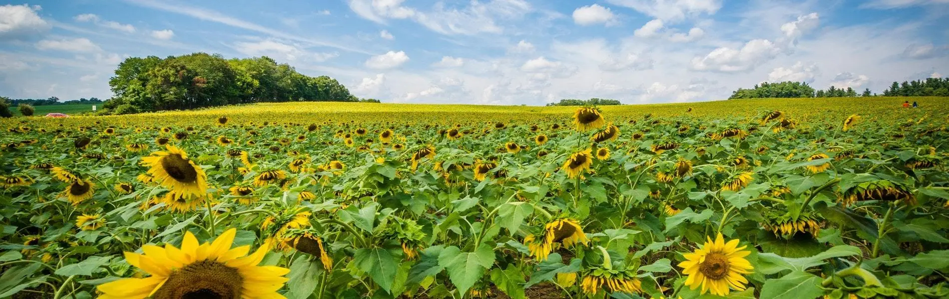 View of sunflower fields in Maryland near the neighborhood of Edgewater