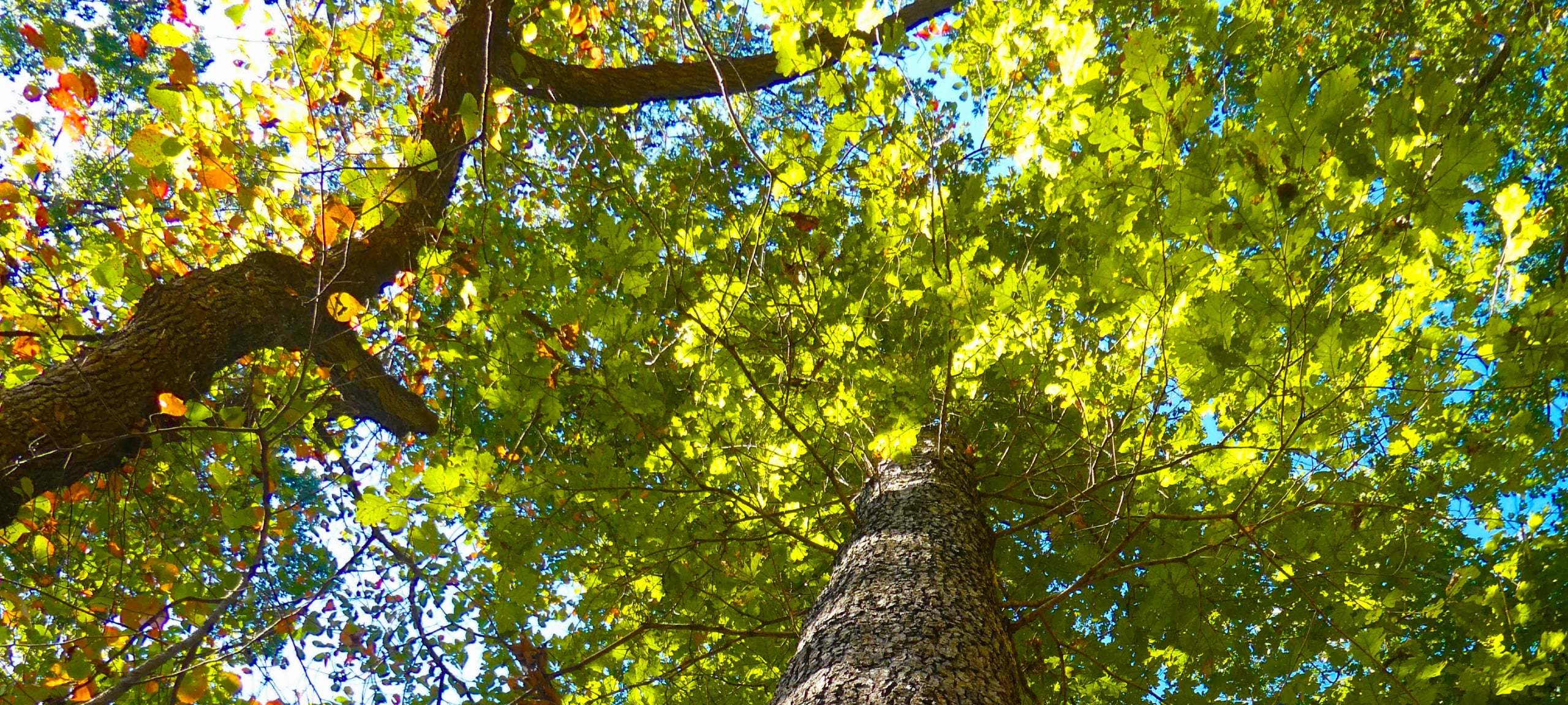 Upwards view of sunny oak trees in Maryland