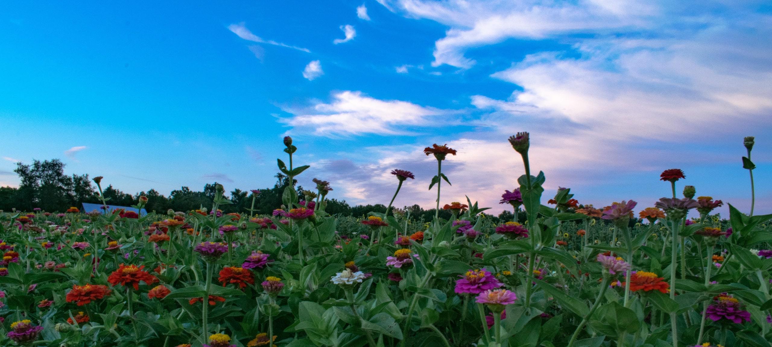 Flower fields in rural Howard County, Maryland