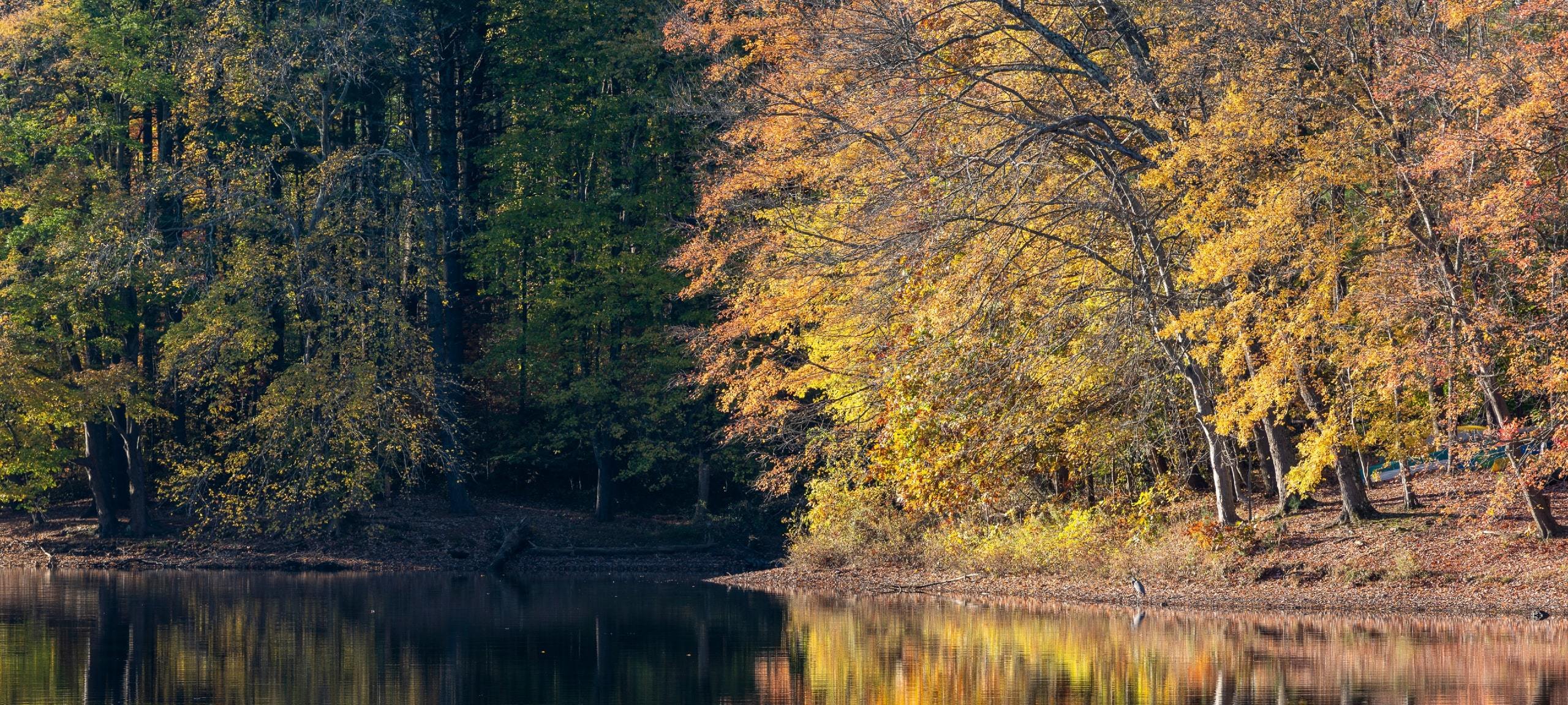 Autumn trees at Patuxent River near Highland, Maryland
