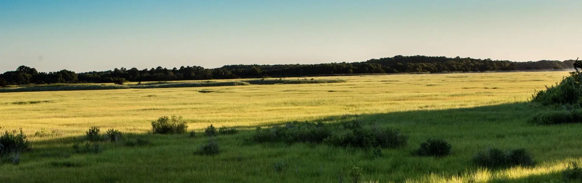 Marshy landscape area near Selbyville, Delaware