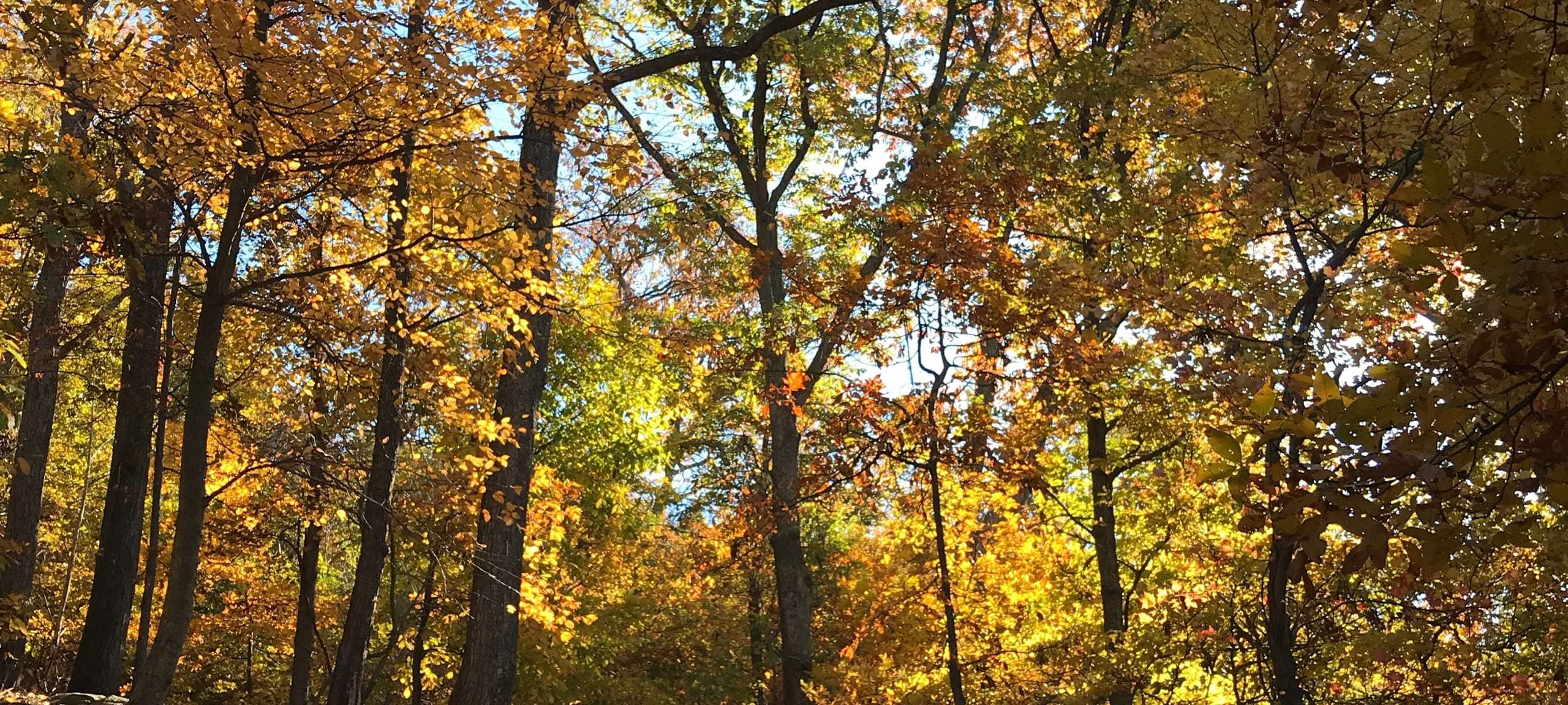 Autumn trees in Baltimore County, Maryland park