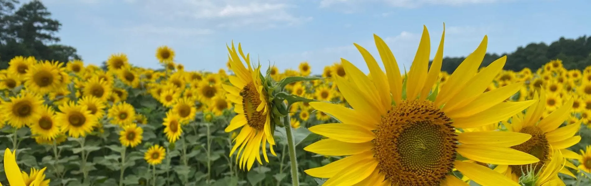 Field of sunflowers located near Dagsboro, Delaware