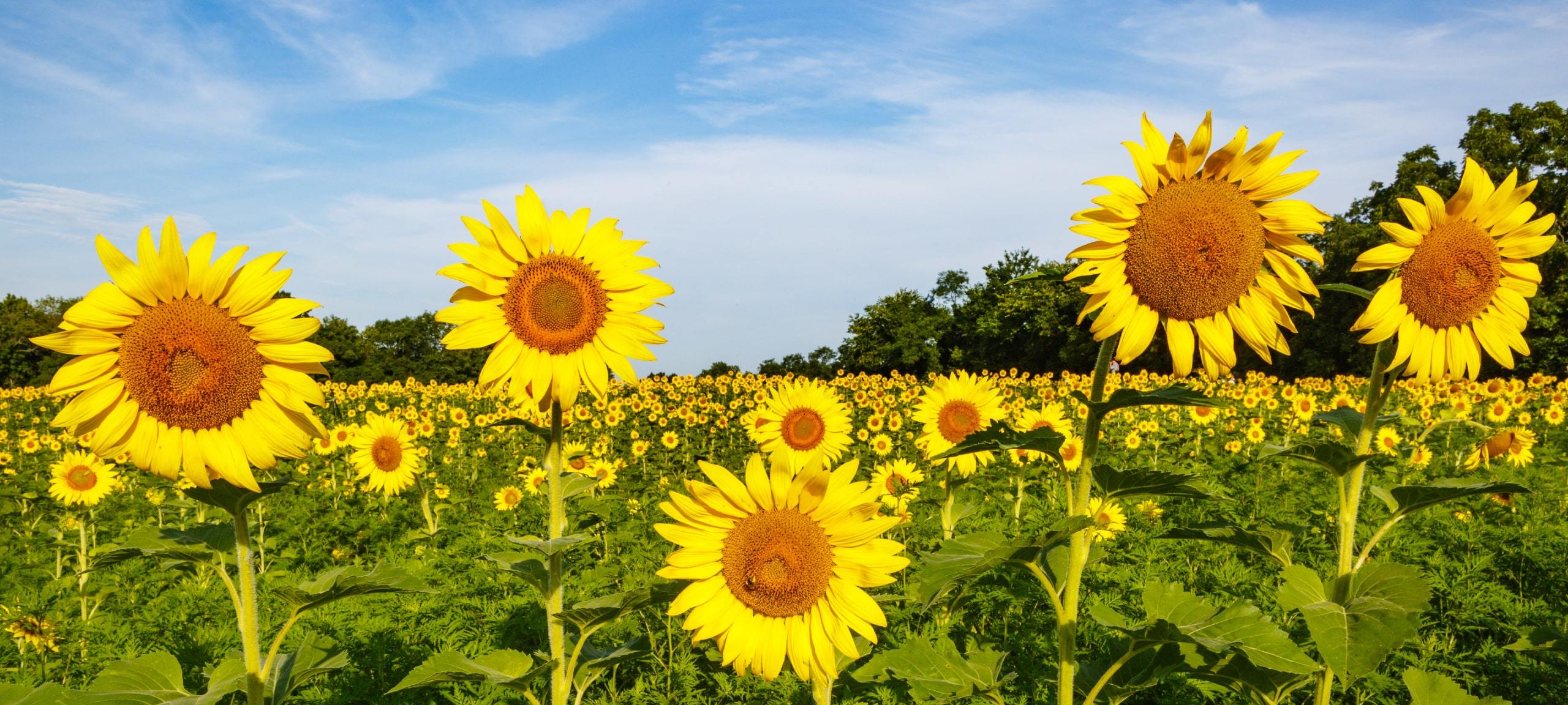 Sunflower field in Carroll County, Maryland