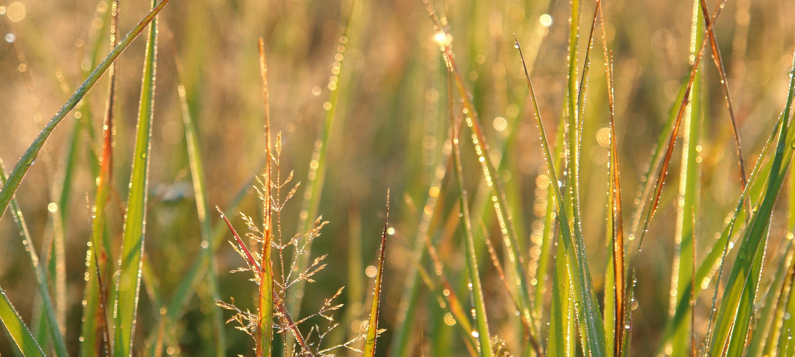Sunny morning grass with dew
